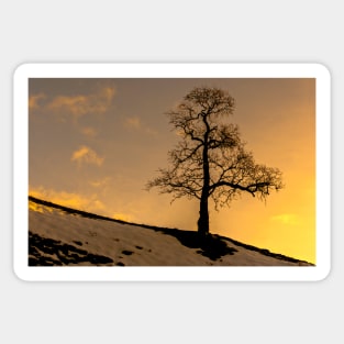 Alston - Lone Tree Sunset Sticker